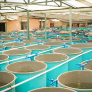 Aquaculture